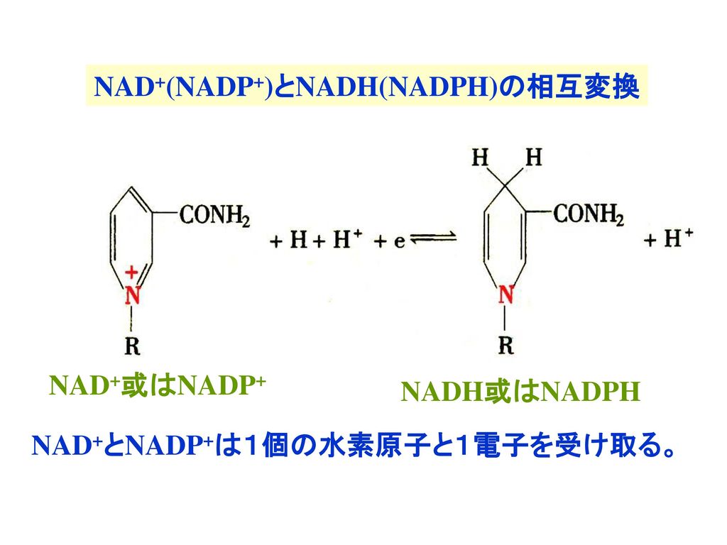 NAD+(NADP+)とNADH(NADPH)の相互変換 NAD+とNADP+は１個の水素原子と１電子を受け取る。