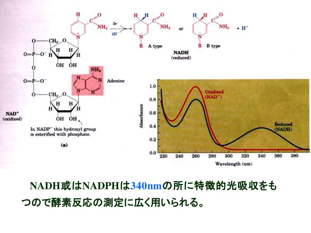 NADH或はNADPHは340nmの所に特徴的光吸収をもつので酵素反応の測定に広く用いられる。