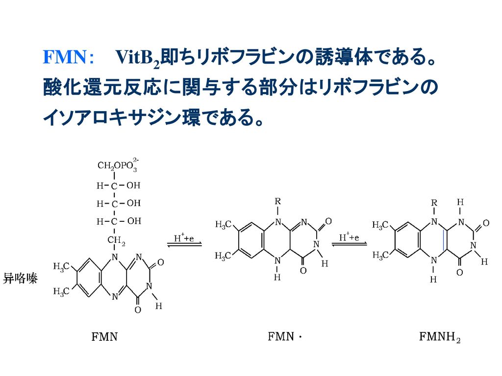 FMN： VitB2即ちリボフラビンの誘導体である。酸化還元反応に関与する部分はリボフラビンのイソアロキサジン環である。