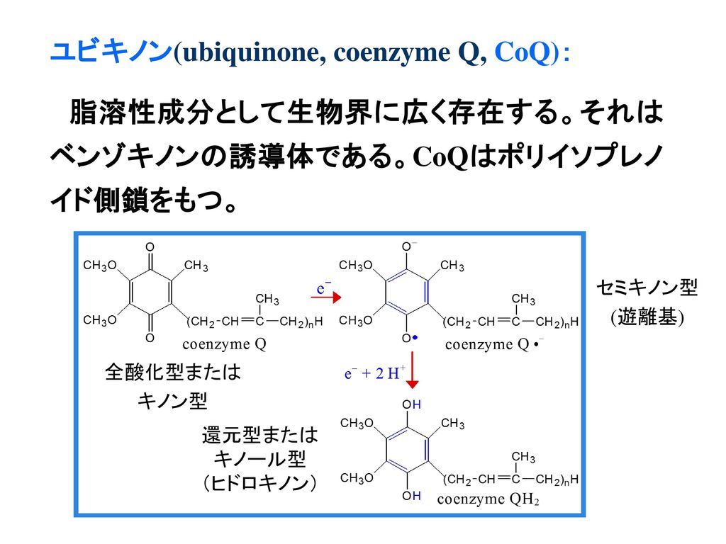 ユビキノン(ubiquinone, coenzyme Q, CoQ)：