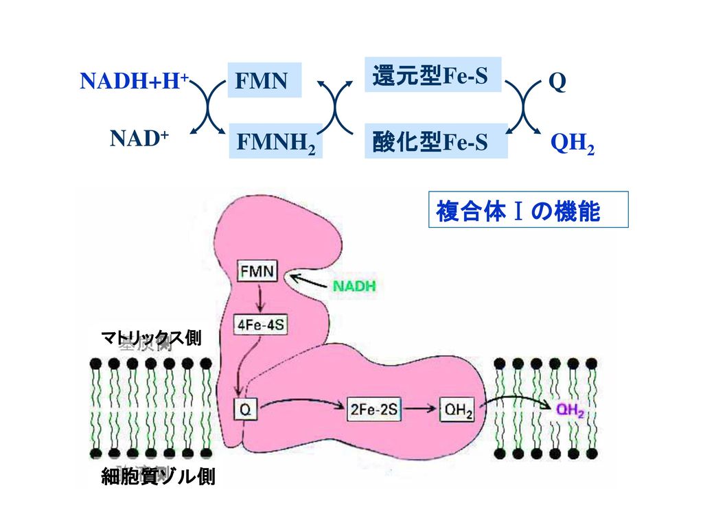 NADH+H+ NAD+ FMN FMNH2 還元型Fe-S 酸化型Fe-S Q QH2 複合体Ⅰの機能 マトリックス側 細胞質ゾル側