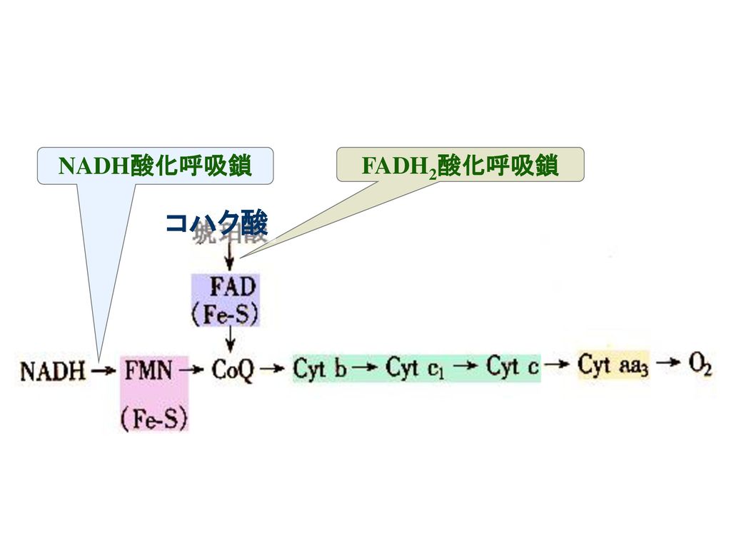 NADH酸化呼吸鎖 FADH2酸化呼吸鎖 コハク酸