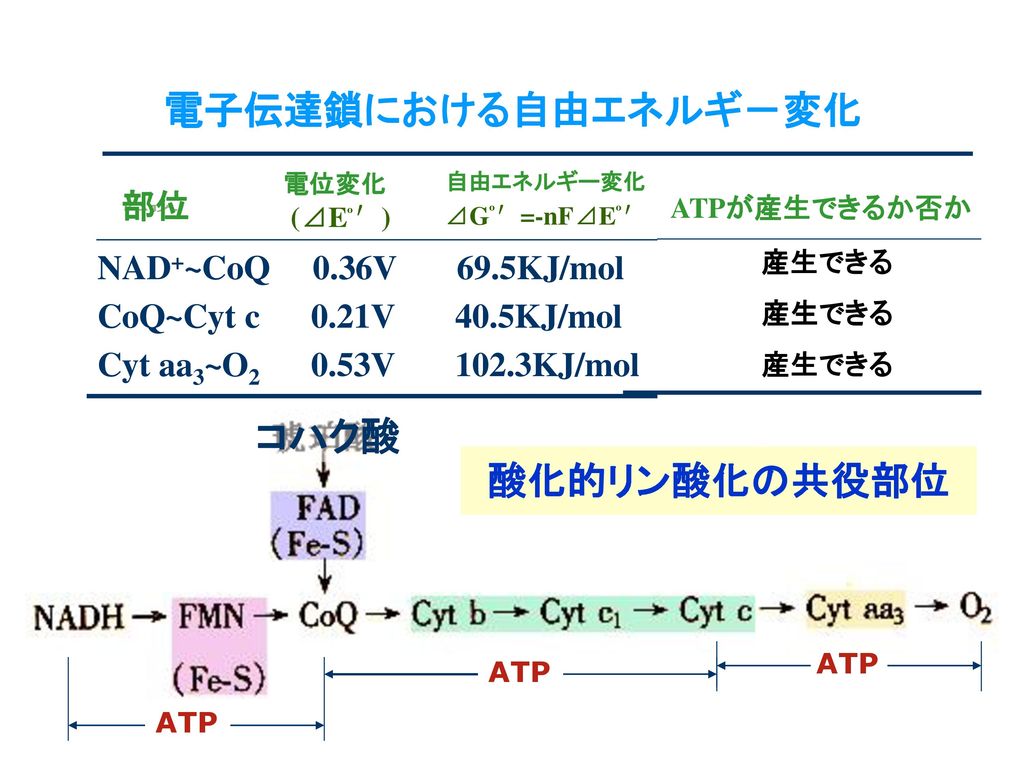 電子伝達鎖における自由エネルギ－変化 コハク酸 酸化的リン酸化の共役部位 部位 ATPが産生できるか否か 産生できる 産生できる 産生できる