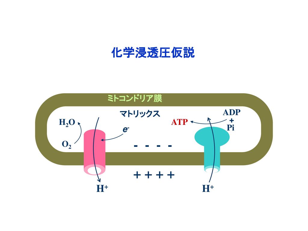 化学浸透圧仮説 マトリックス ミトコンドリア膜 ADP + Pi ATP O2 H2O H+ e- H