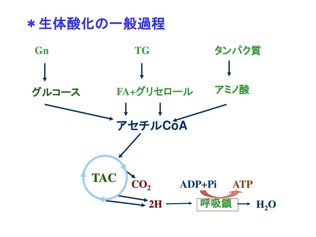 ＊生体酸化の一般過程 アセチルCoA TAC Gn TG タンパク質 グルコース FA+グリセロール アミノ酸 CO2 ADP+Pi ATP
