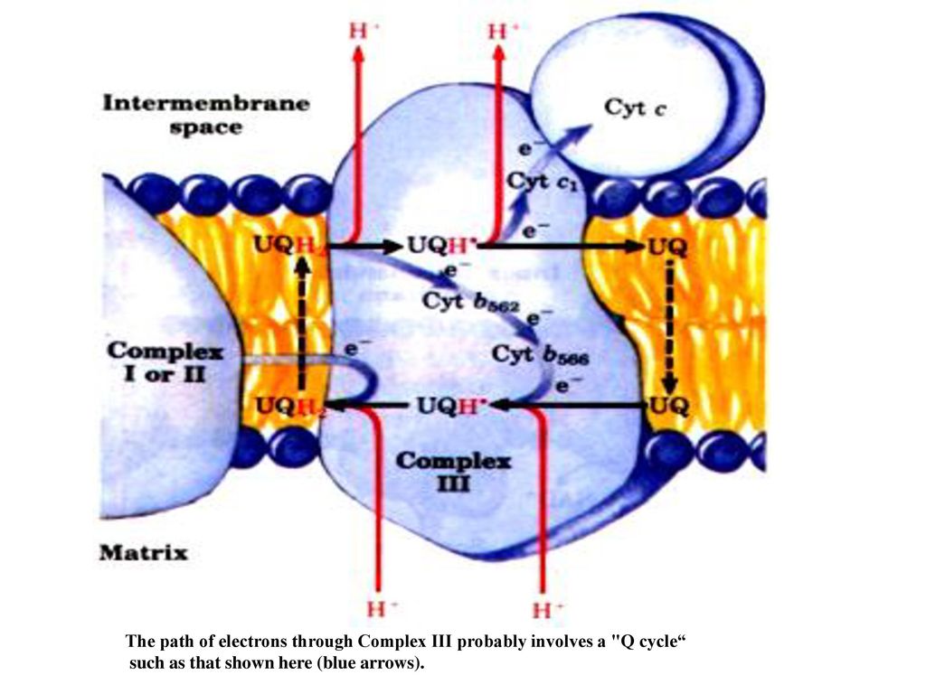 The path of electrons through Complex III probably involves a Q cycle