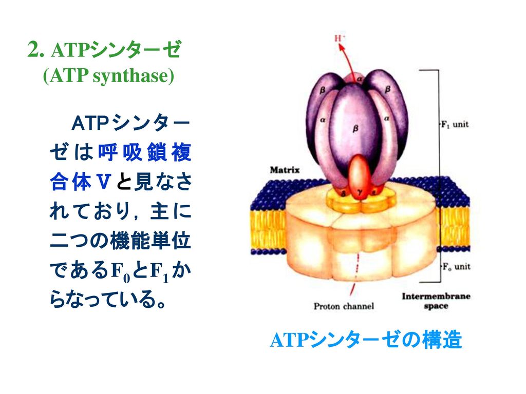 2. ATPシンタ－ゼ (ATP synthase)