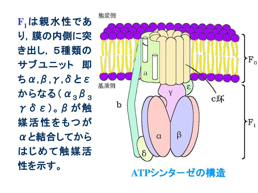 F1は親水性であり，膜の内側に突き出し, ５種類のサブユニット 即ちα,β,γ,δとεからなる（α３β３γδε）。βが触媒活性をもつがαと結合してからはじめて触媒活性を示す。