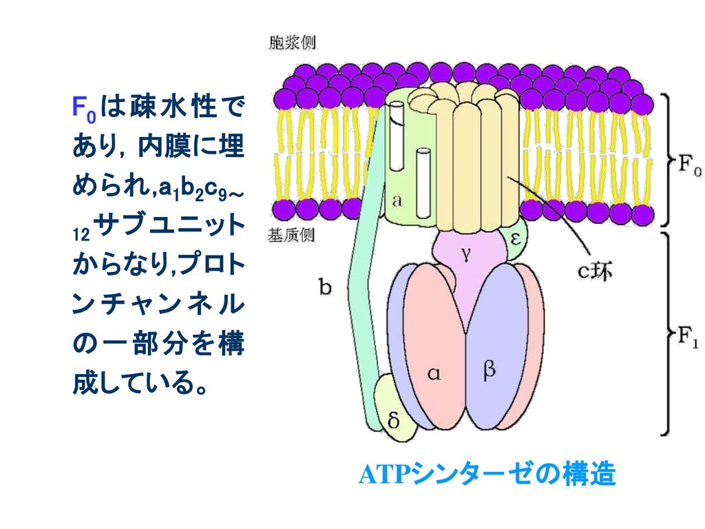 F0は疎水性であり，内膜に埋められ,a1b2c9～12サブユニットからなり,プロトンチャンネルの一部分を構成している。
