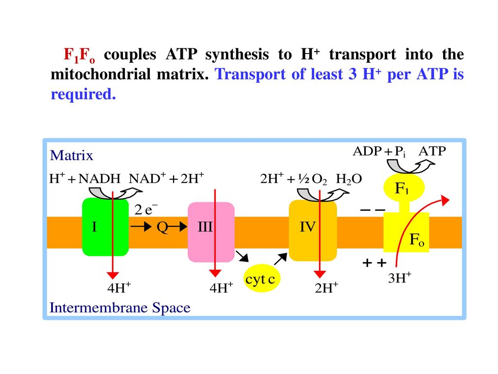 F1Fo couples ATP synthesis to H+ transport into the mitochondrial matrix.
