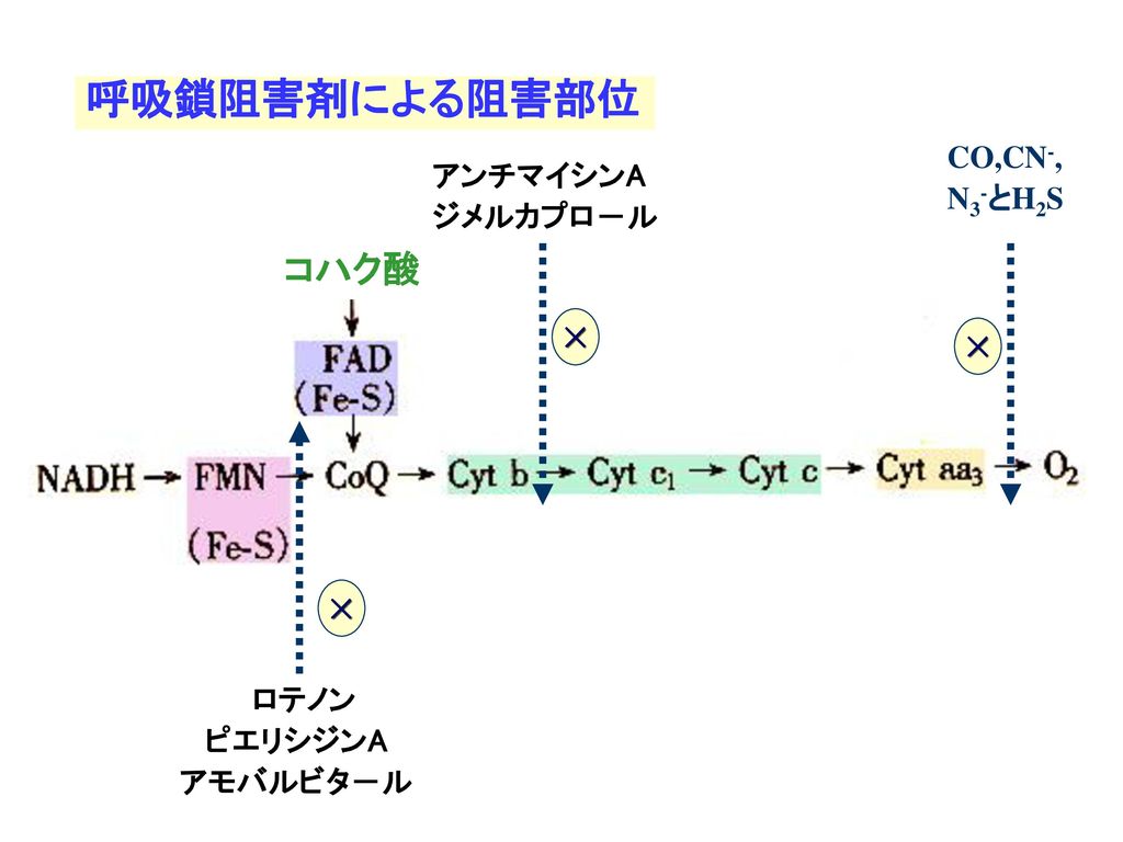 呼吸鎖阻害剤による阻害部位 コハク酸 CO,CN-, アンチマイシンA N3-とH2S ジメルカプロ－ル × × × ロテノン