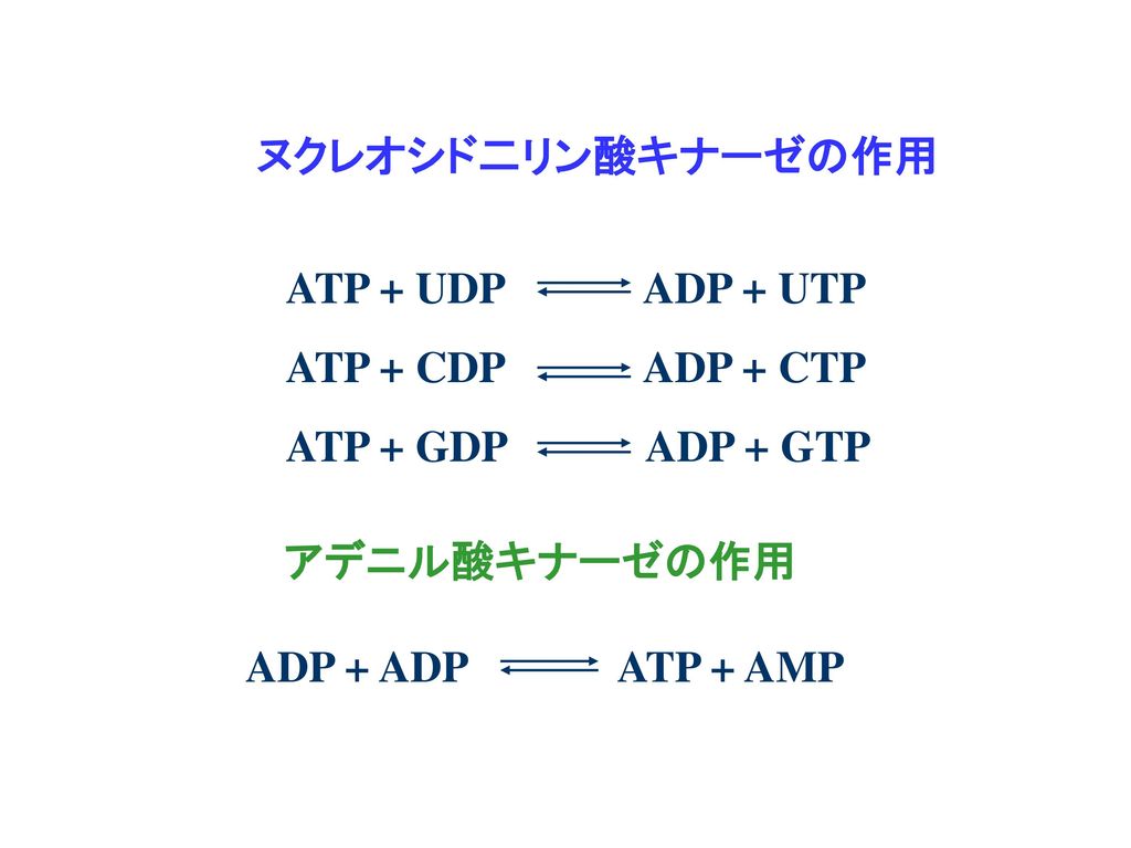 ヌクレオシド二リン酸キナーゼの作用 ATP + UDP ADP + UTP. ATP + CDP ADP + CTP. ATP + GDP ADP + GTP.