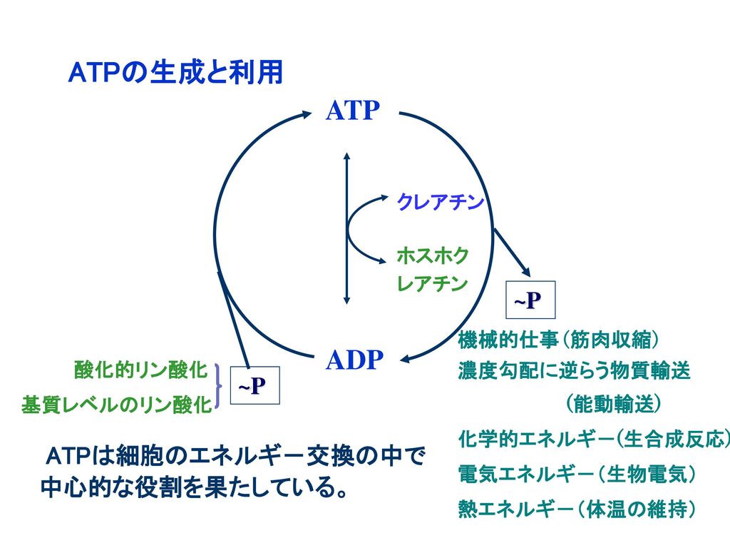 ATPの生成と利用 ATP ADP ~P 酸化的リン酸化 ~P ATPは細胞のエネルギ－交換の中で中心的な役割を果たしている。 クレアチン
