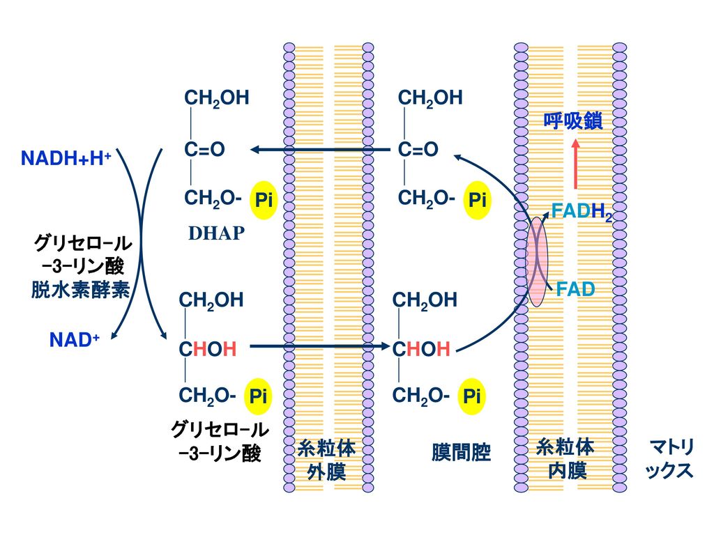 NADH+H+ DHAP 呼吸鎖 グリセロ-ル -3-リン酸 脱水素酵素 FADH2 FAD グリセロ-ル -3-リン酸 NAD+ 糸粒体