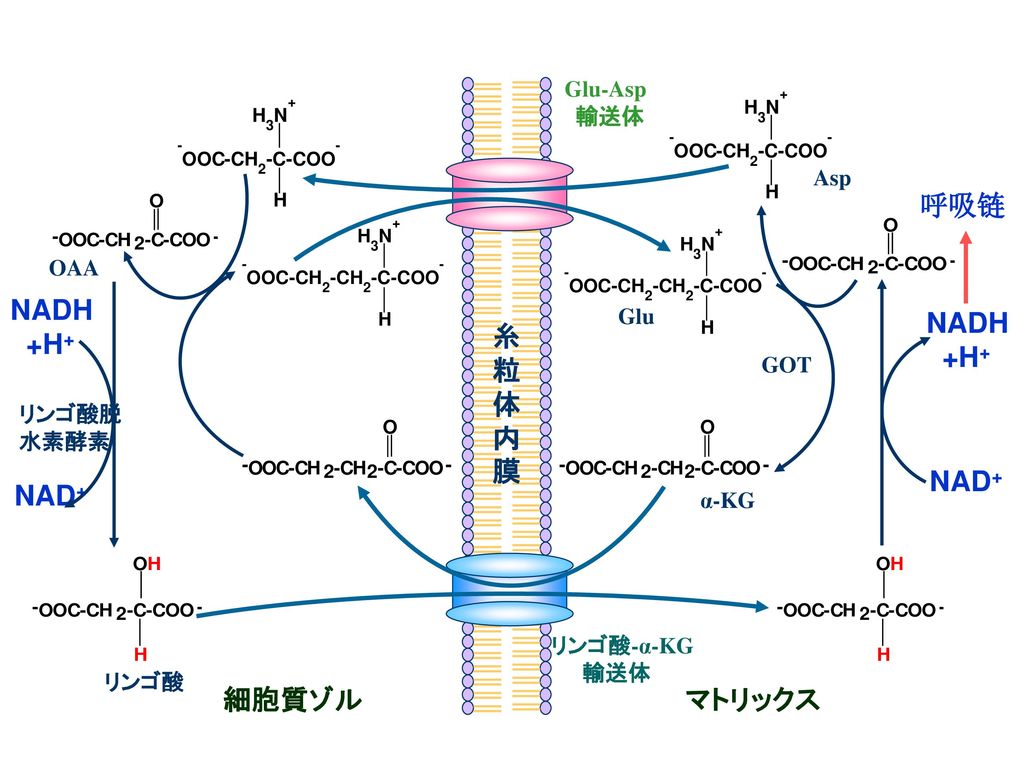 呼吸链 NADH +H+ NAD+ NADH +H+ 糸粒体内膜 NAD+ 細胞質ゾル マトリックス Glu-Asp 輸送体 Asp OAA