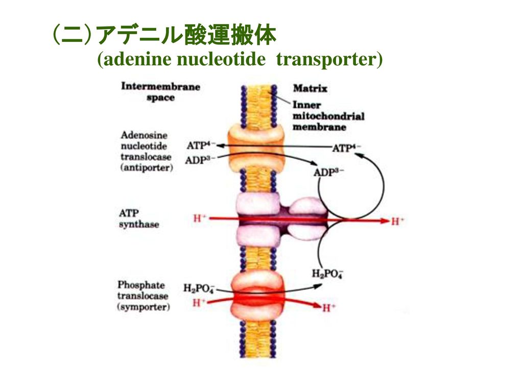 (二)アデニル酸運搬体 (adenine nucleotide transporter)