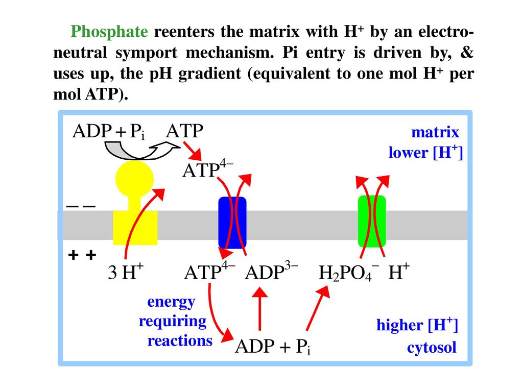 Phosphate reenters the matrix with H+ by an electro-neutral symport mechanism.
