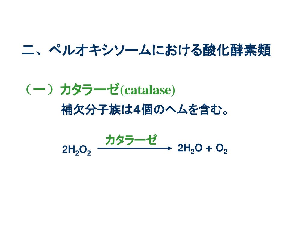 二、ペルオキシソームにおける酸化酵素類 （一）カタラーゼ(catalase) 補欠分子族は４個のヘムを含む。 カタラーゼ 2H2O + O2
