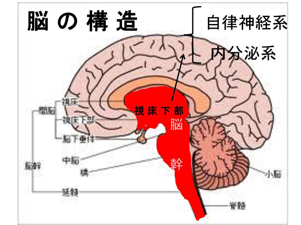 脳 の 構 造 自律神経系 内分泌系 視 床 下 部 脳 幹 スライド９