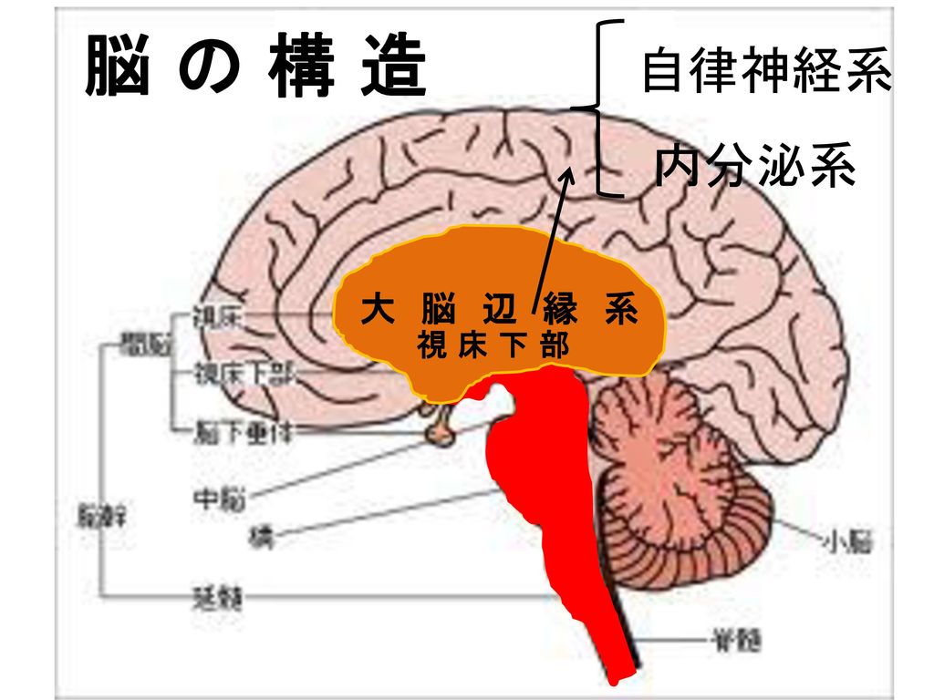脳 の 構 造 自律神経系 内分泌系 大 脳 辺 縁 系 視 床 下 部