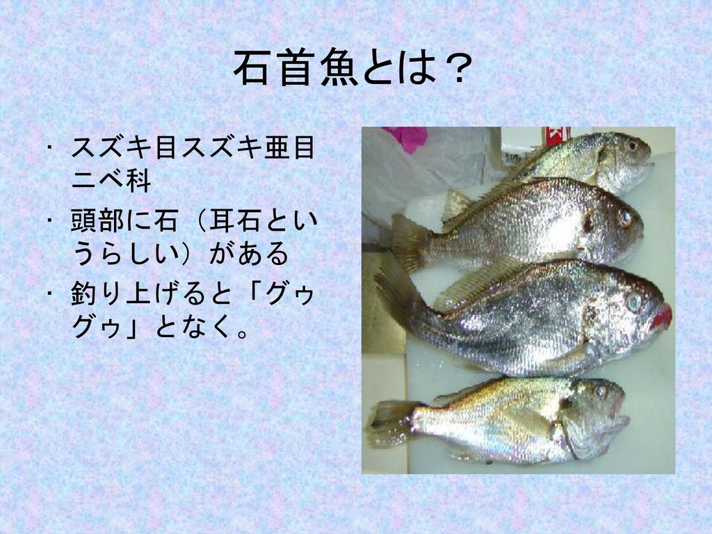 石首魚とは？ スズキ目スズキ亜目ニベ科 頭部に石（耳石というらしい）がある 釣り上げると「グゥグゥ」となく。