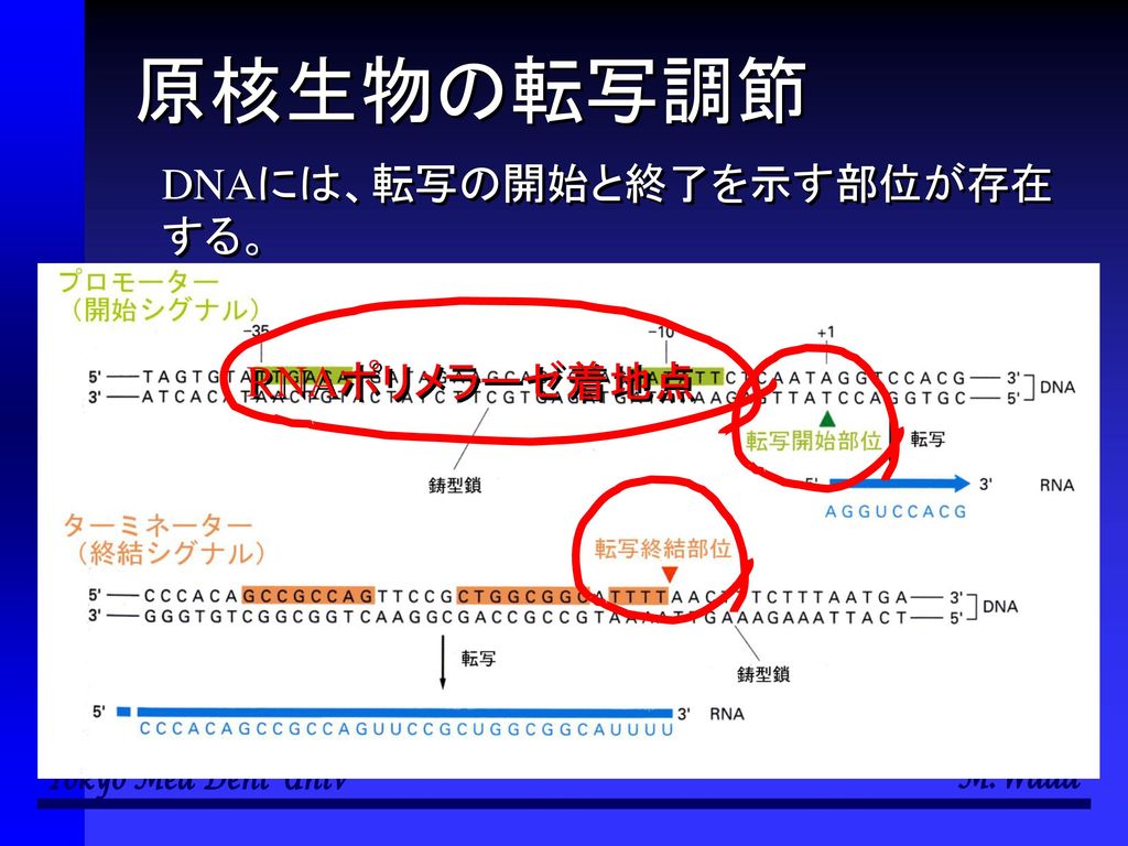 原核生物の転写調節 DNAには、転写の開始と終了を示す部位が存在する。 RNAポリメラーゼ着地点