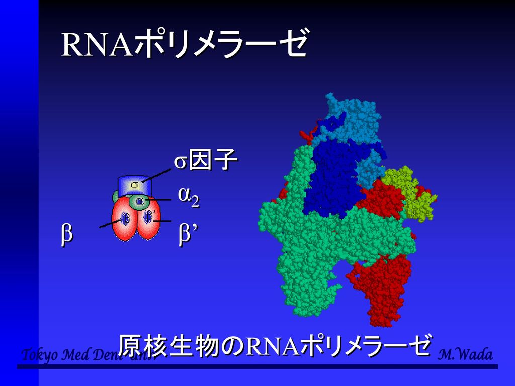 RNAポリメラーゼ σ因子 α2 β β’ 原核生物のRNAポリメラーゼ