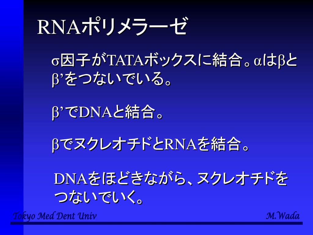 RNAポリメラーゼ σ因子がTATAボックスに結合。αはβとβ’をつないでいる。 β’でDNAと結合。 βでヌクレオチドとRNAを結合。