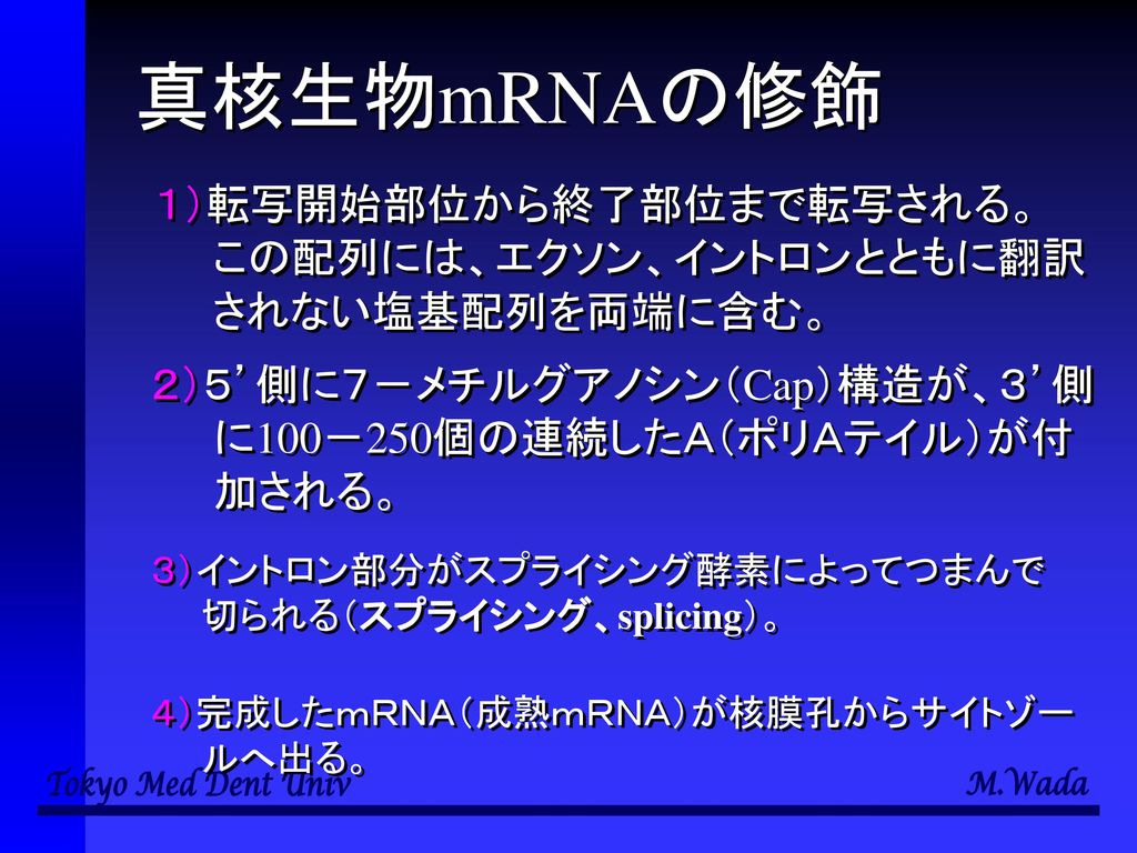 真核生物mRNAの修飾 １）転写開始部位から終了部位まで転写される。 この配列には、エクソン、イントロンとともに翻訳
