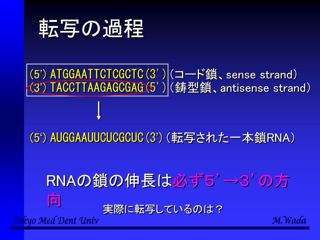 転写の過程 RNAの鎖の伸長は必ず５’→３’の方向 (5 ) ATGGAATTCTCGCTC(3 )（コード鎖、sense strand）