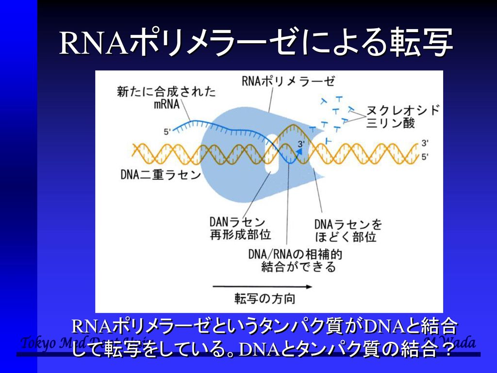 RNAポリメラーゼによる転写 RNAポリメラーゼというタンパク質がDNAと結合して転写をしている。DNAとタンパク質の結合？