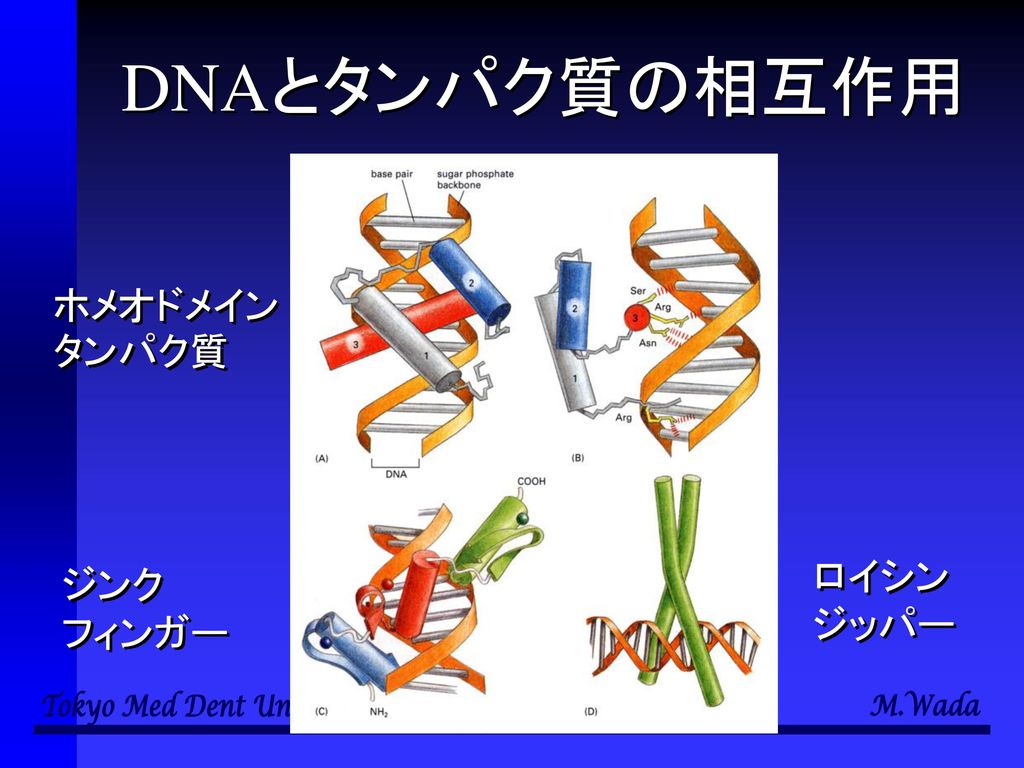 DNAとタンパク質の相互作用 ホメオドメインタンパク質 ロイシン ジッパー ジンク フィンガー