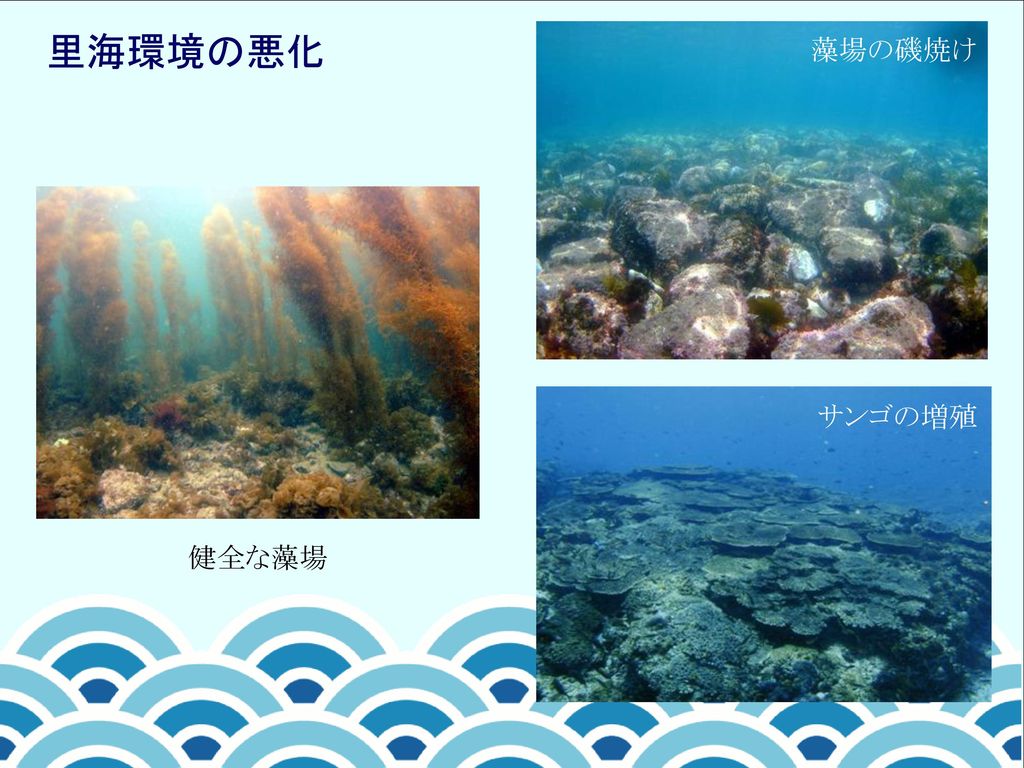 里海環境の悪化 藻場の磯焼け サンゴの増殖 健全な藻場