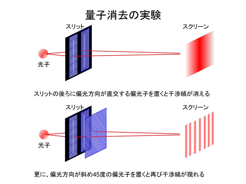 量子消去の実験 スリット スクリーン スリットの後ろに偏光方向が直交する偏光子を置くと干渉縞が消える 光子 スリット