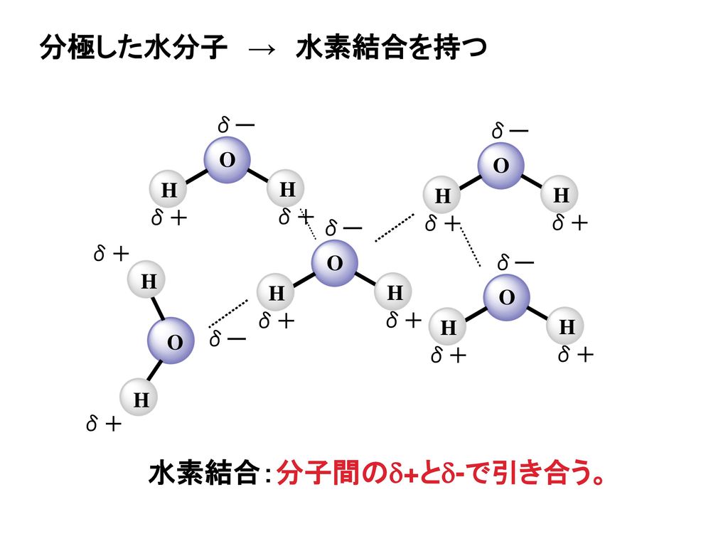 分極した水分子 → 水素結合を持つ 水素結合：分子間のd+とd-で引き合う。