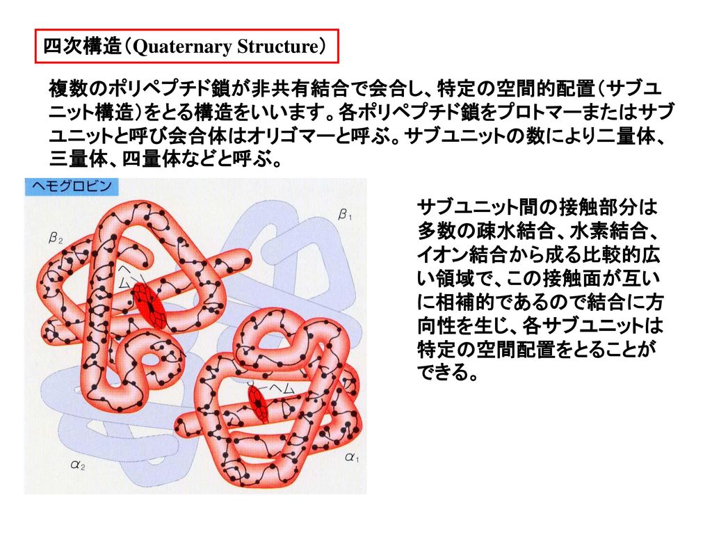 四次構造（Quaternary Structure）