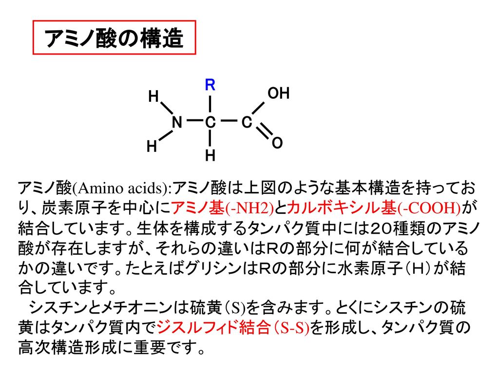 アミノ酸の構造 R. H. OH. N. C. C. O. H. H.