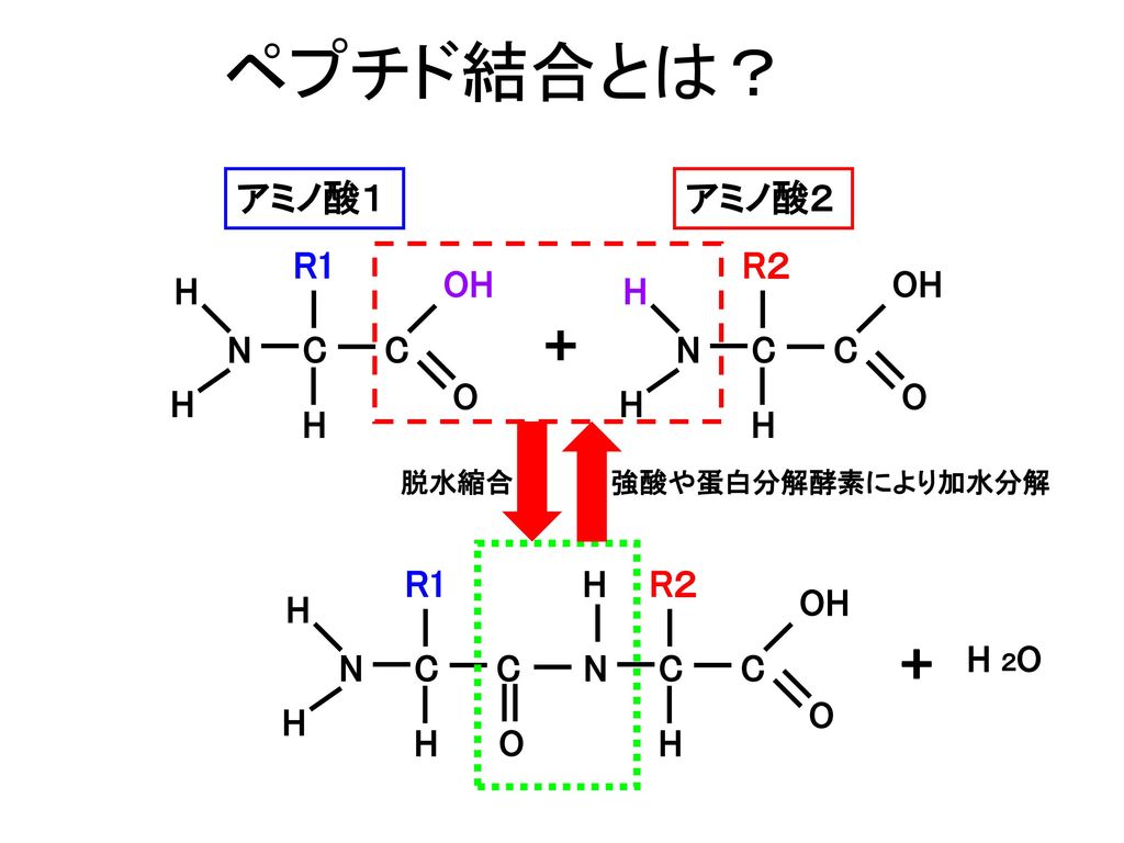 ペプチド結合とは？ + + アミノ酸１ アミノ酸２ C R1 OH O H N R２ H OH N C C O H H R1 H R２ H