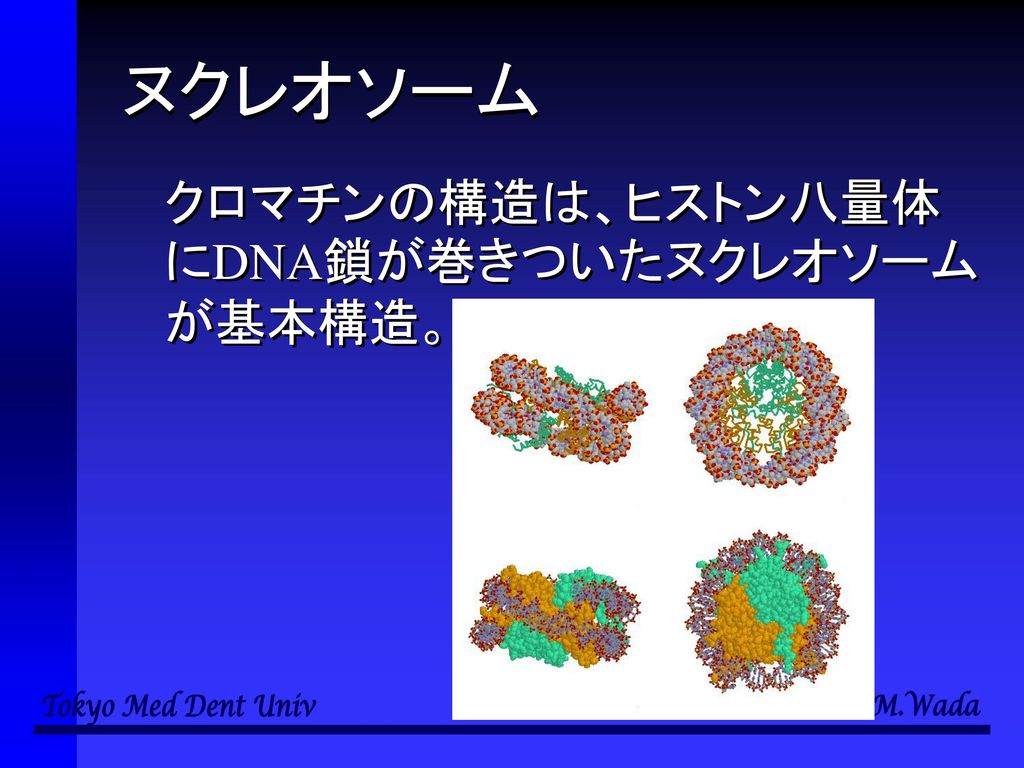ヌクレオソーム クロマチンの構造は、ヒストン八量体にDNA鎖が巻きついたヌクレオソームが基本構造。