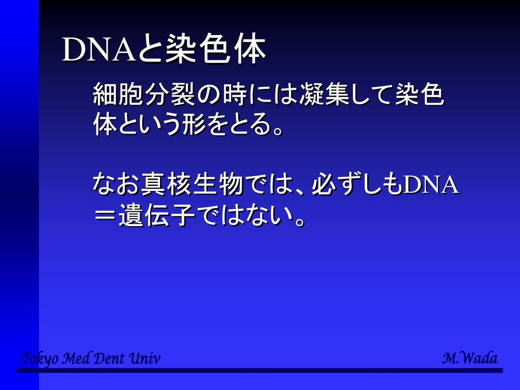 DNAと染色体 細胞分裂の時には凝集して染色体という形をとる。 なお真核生物では、必ずしもDNA＝遺伝子ではない。