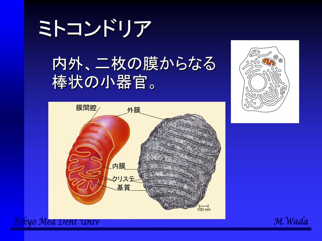 ミトコンドリア 内外、二枚の膜からなる棒状の小器官。