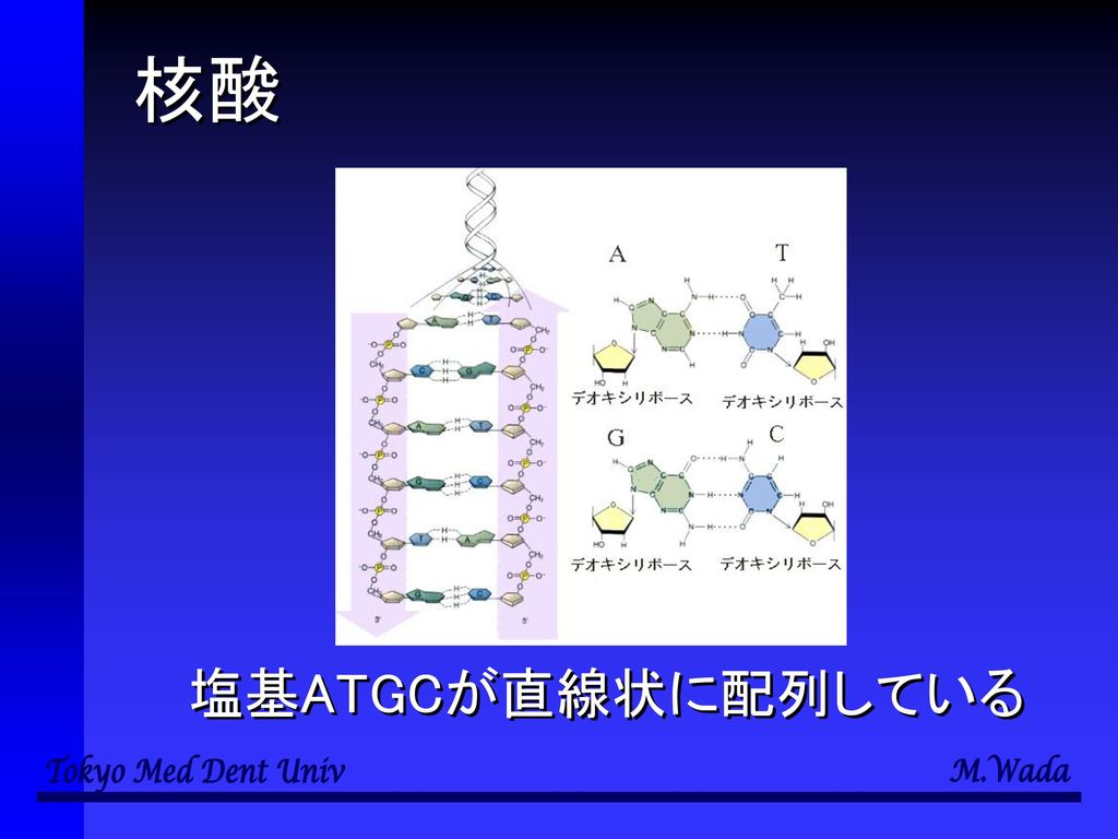核酸 塩基ATGCが直線状に配列している