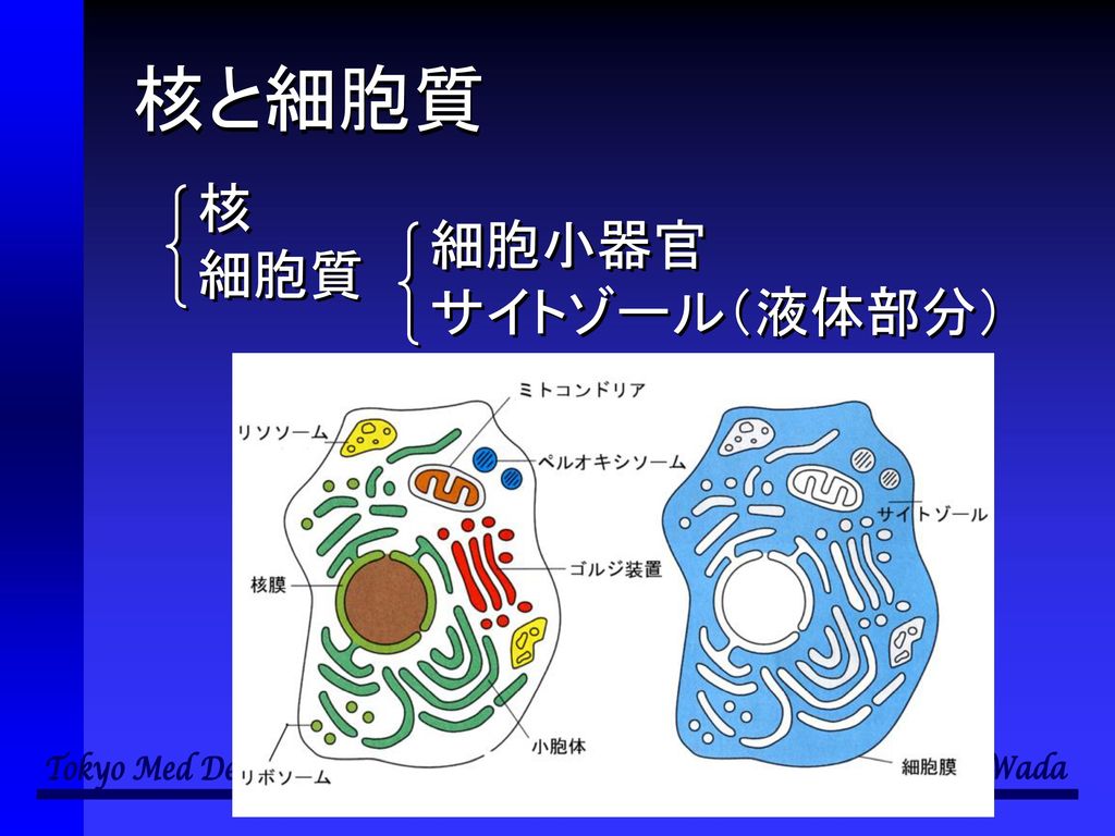 核と細胞質 核 細胞質 細胞小器官 サイトゾール（液体部分）