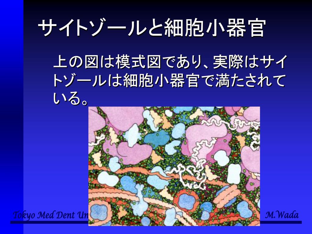 サイトゾールと細胞小器官 上の図は模式図であり、実際はサイトゾールは細胞小器官で満たされている。