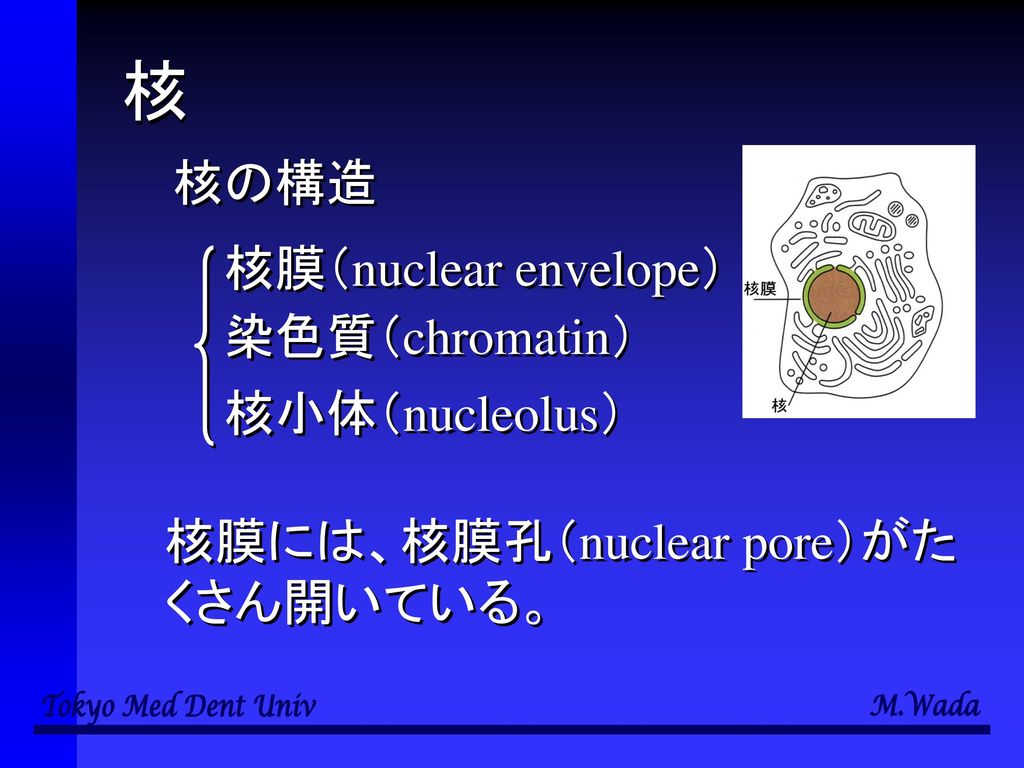 核 核の構造 核膜（nuclear envelope） 染色質（chromatin） 核小体（nucleolus）