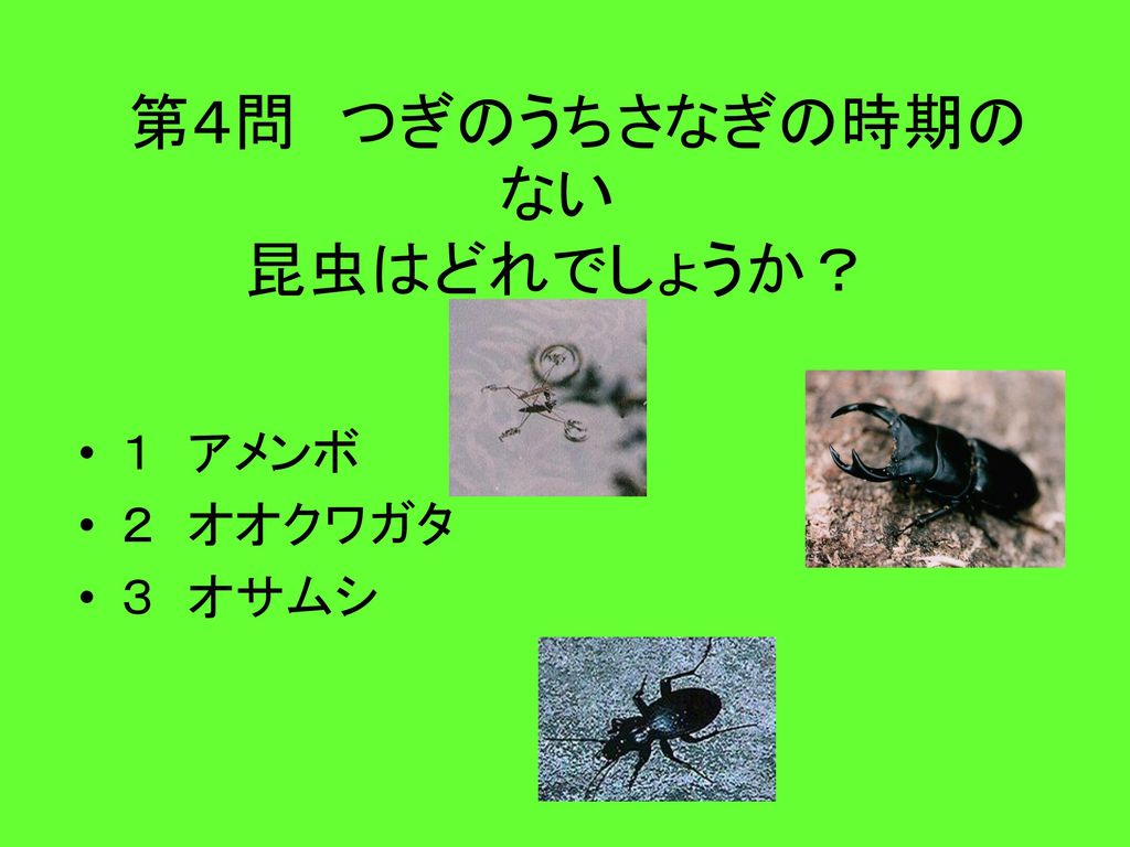 第４問 つぎのうちさなぎの時期のない 昆虫はどれでしょうか？