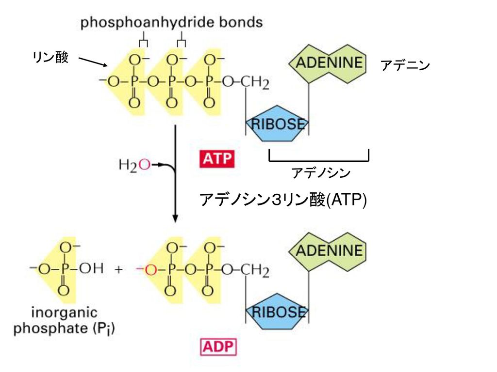 リン酸 アデニン アデノシン アデノシン３リン酸(ATP)
