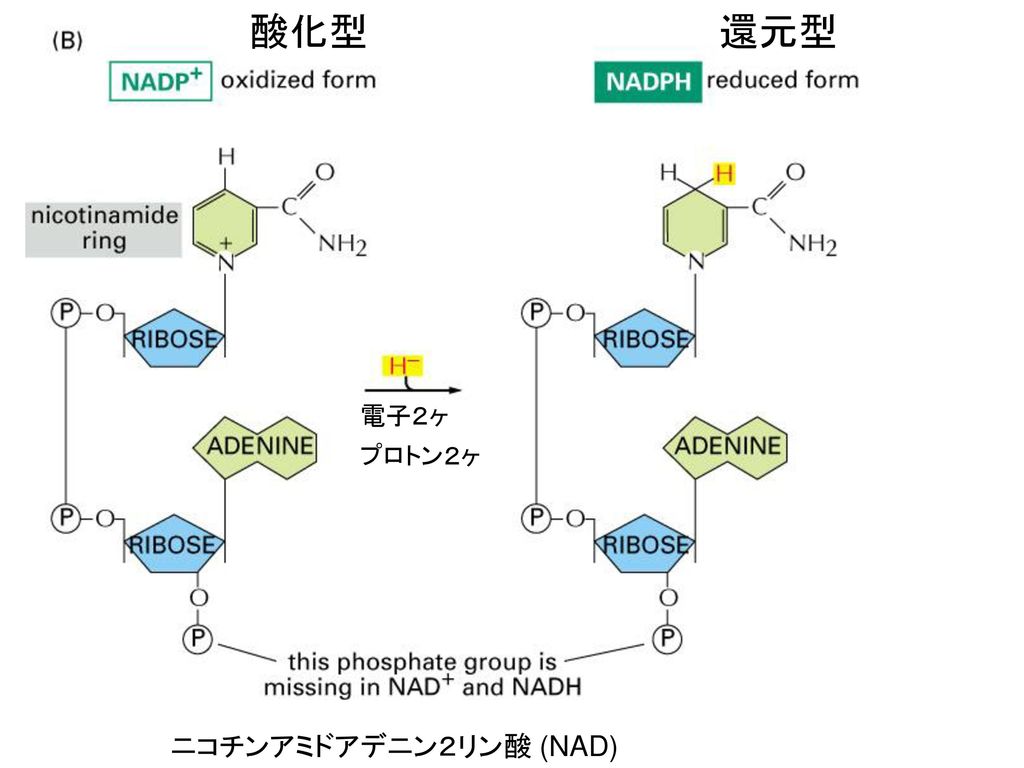 酸化型 還元型 電子２ヶ プロトン２ヶ ニコチンアミドアデニン２リン酸 (NAD)