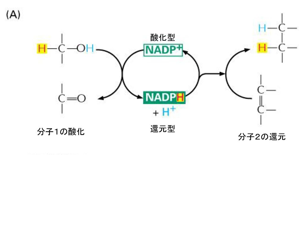 酸化型 還元型 分子１の酸化 分子２の還元