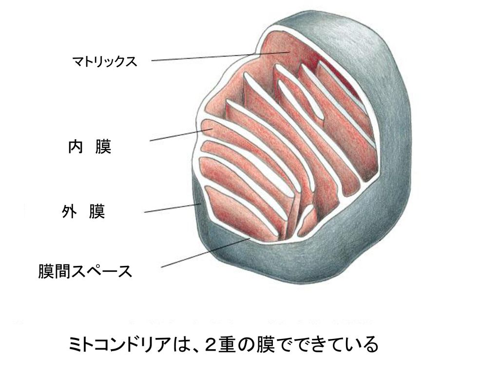 マトリックス 内 膜 外 膜 膜間スペース ミトコンドリアは、２重の膜でできている